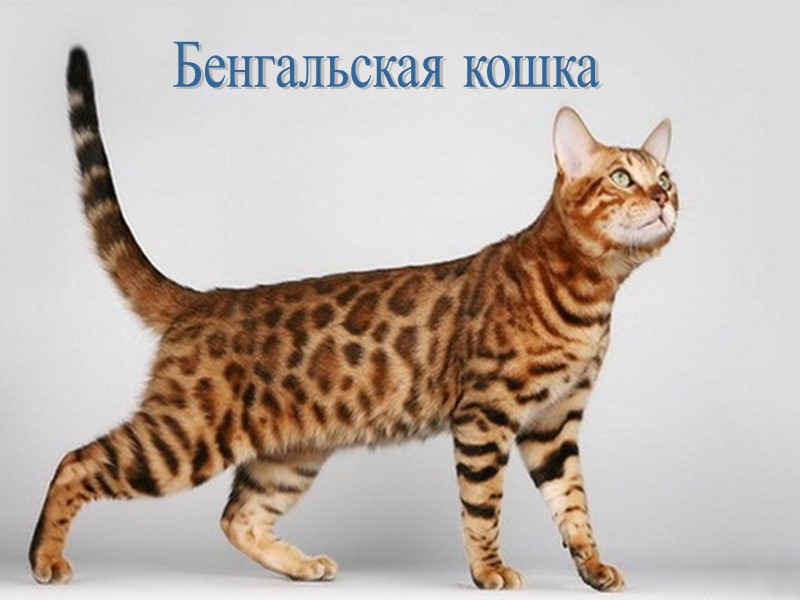 Бенгальская кошка